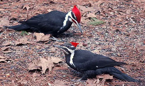 do woodpeckers eat termites