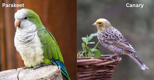 parakeets vs canaries