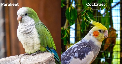 parakeets vs cockatiels