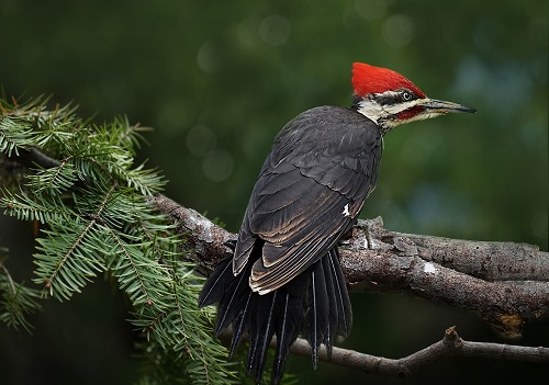do woodpeckers like to eat wood