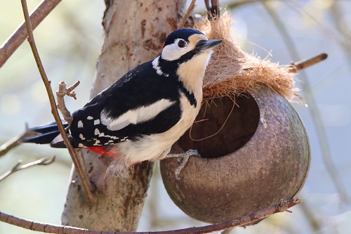 do woodpeckers consume insects