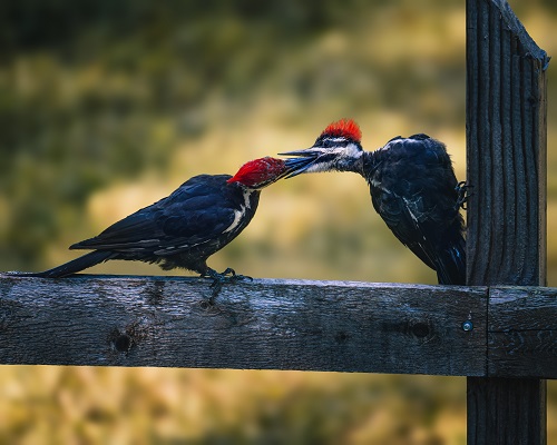 do woodpeckers eat birds