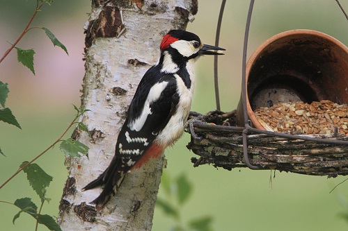 do woodpeckers consume seeds