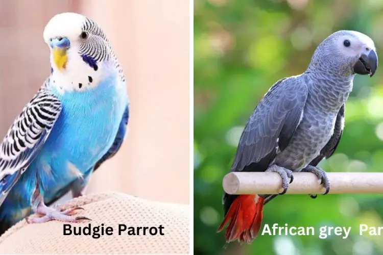 budgie vs african grey parrots