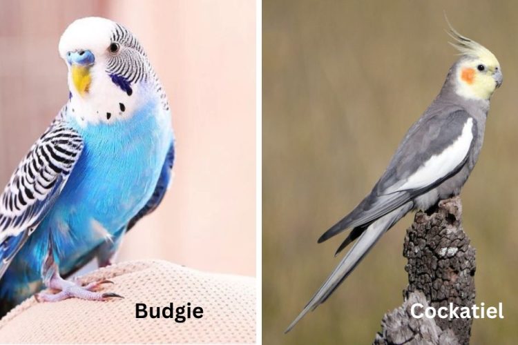 budgie vs cockatiel birds