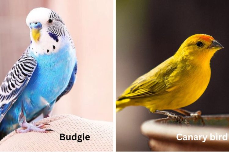 difference between budgie vs canary