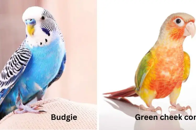 budgie vs green cheek conure birds