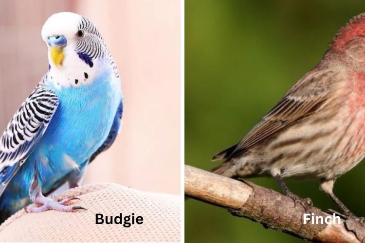 budgies vs finches