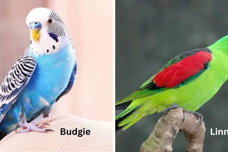 budgie vs linnie parrots