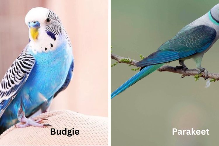 budgies vs parakeets