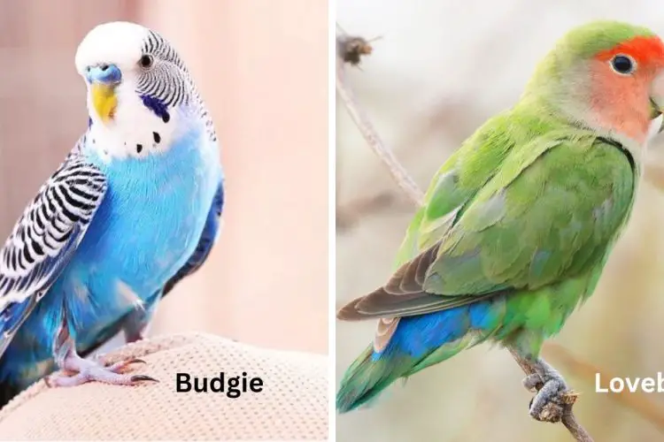budgies vs lovebirds