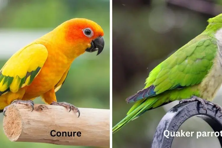 conure parrot vs quaker parrot