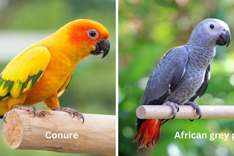 conure vs african grey birds