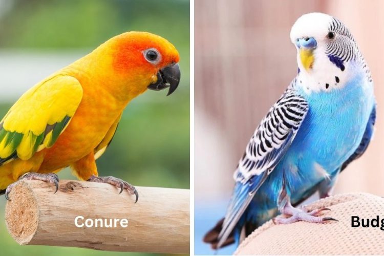 conure vs budgie birds