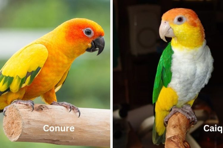 conure vs caique birds
