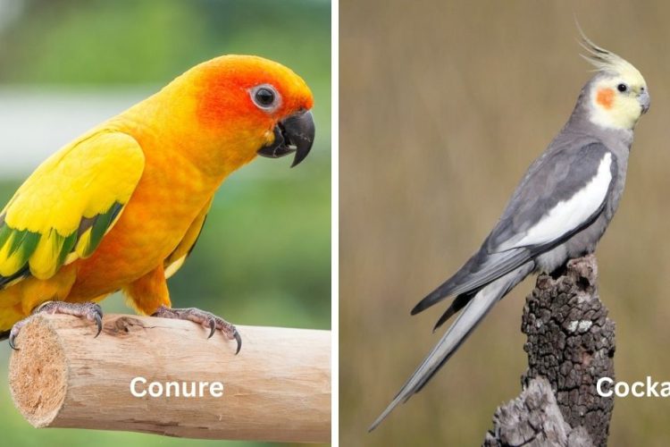 conure vs cockatiel birds