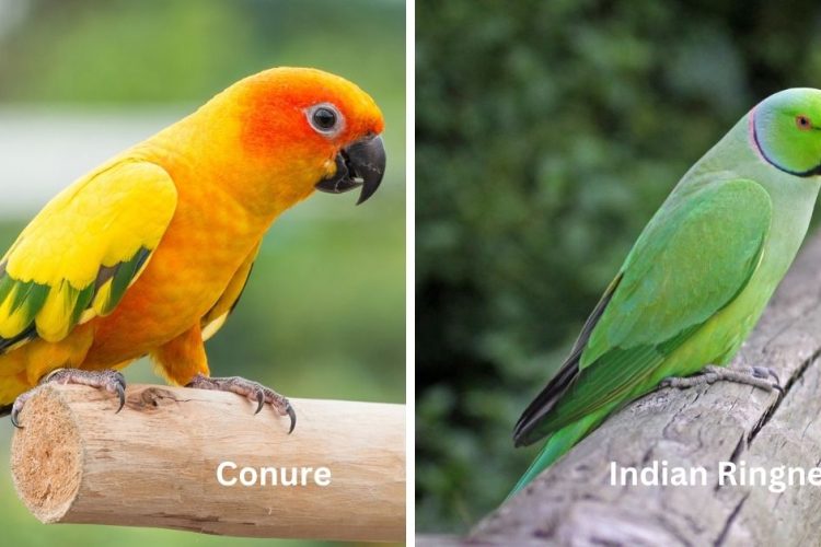 conure vs indian ringneck birds