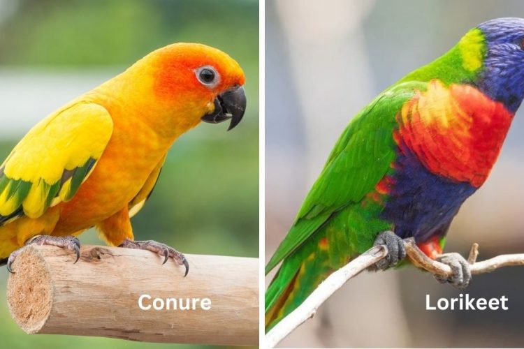 conure vs lorikeet birds