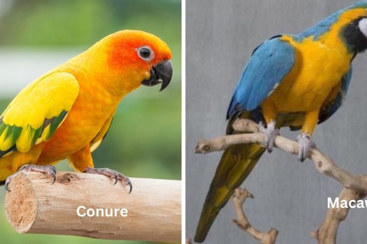 conure vs macaw parrots