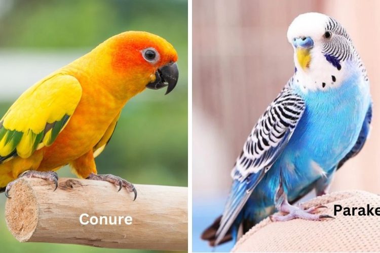 conure vs parakeet birds