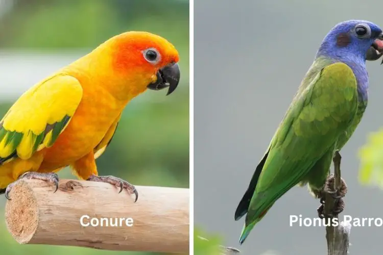 conure vs pionus parrots