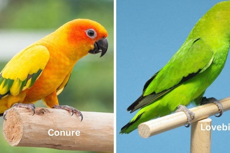 difference between conure vs lovebird