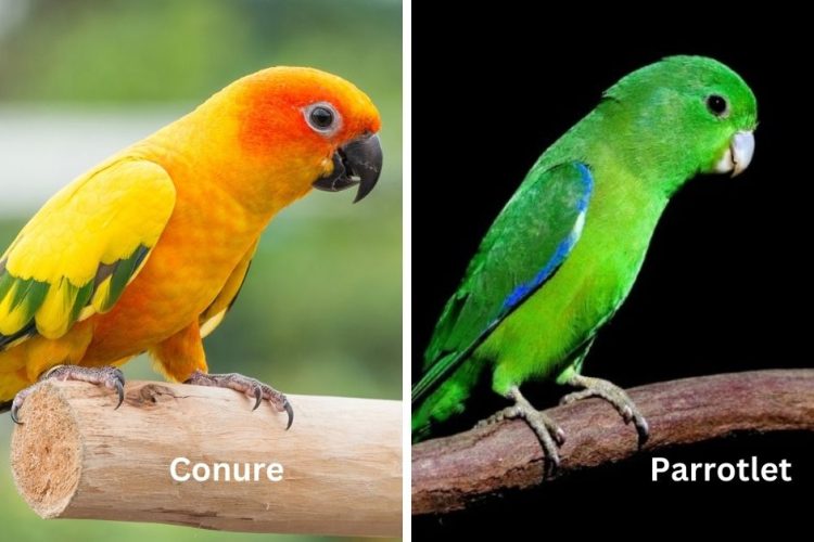 conure vs parrotlet birds