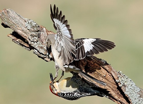 can woodpeckers attack other birds